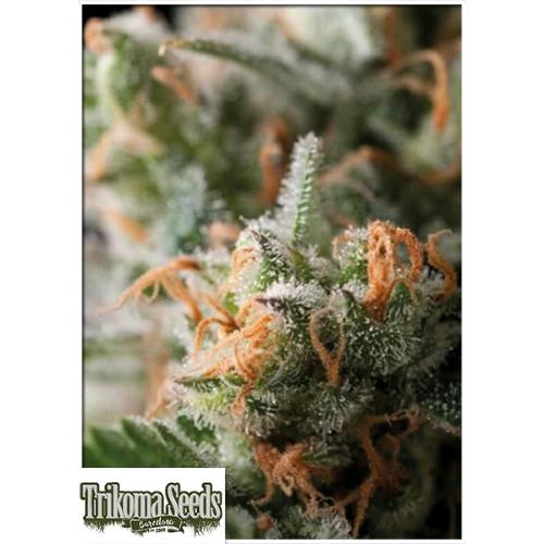 TRIKOMA SEEDS - JACK HERER FEM - 5 SEMI