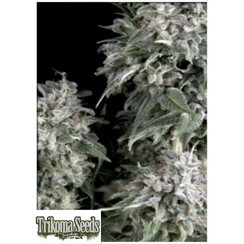 TRIKOMA SEEDS - WHITE WIDOW FEM - 5 SEMI