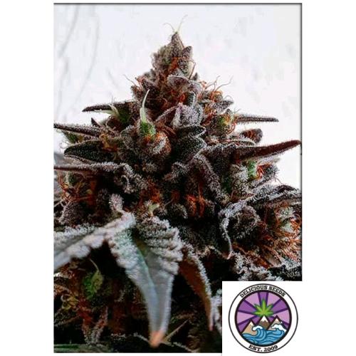 DELICIOUS SEEDS - GOLOSA FEM - 3 SEMI
