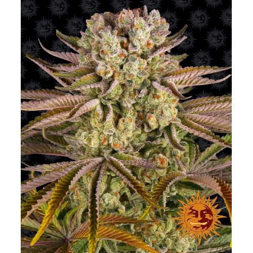 BARNEY'S FARM - PINEAPPLE EXPRESS FEM - 10 SEMI