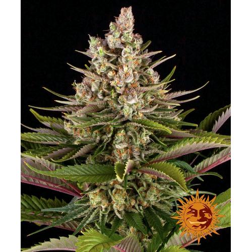 BARNEY'S FARM - SOUR STRAWBERRY FEM - 3 SEMI