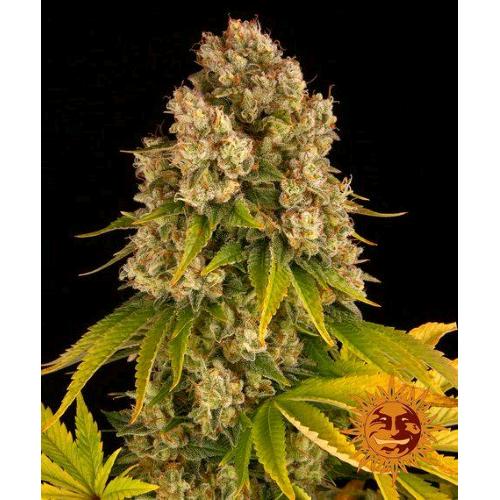 BARNEY'S FARM - CHEESE AUTO - 3 SEMI
