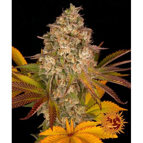 BARNEY'S FARM - COOKIES KUSH AUTO - 5 SEMI