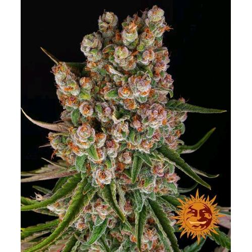 BARNEY'S FARM - GMO AUTO - 1 SEME