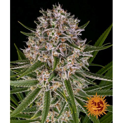 BARNEY'S FARM - LEMON HAZE AUTO - 1 SEME