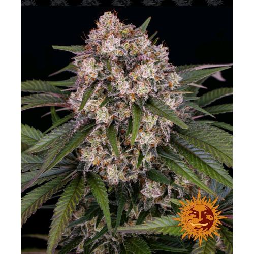 BARNEY'S FARM - OG KUSH AUTO - 10 SEMI