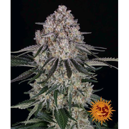 BARNEY'S FARM - SOUR DIESEL AUTO - 1 SEME