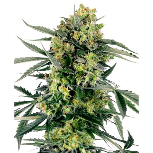 SENSI SEEDS - BLUEBERRY ZKITTLEZ AUTO - 10 SEMI