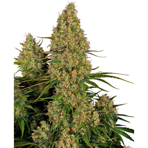 SENSI SEEDS - STICKY ORANGE XXL AUTO - 3 SEMI