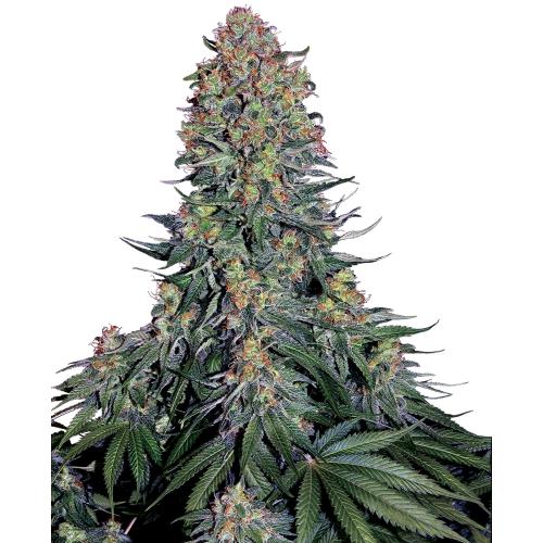 SENSI SEEDS - BLUE SKUNK FEM - 1 SEME