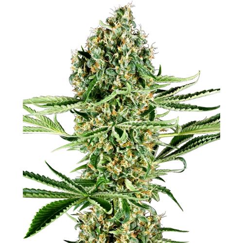 SENSI SEEDS - CRITICAL RUNTZ FEM - 5 SEMI