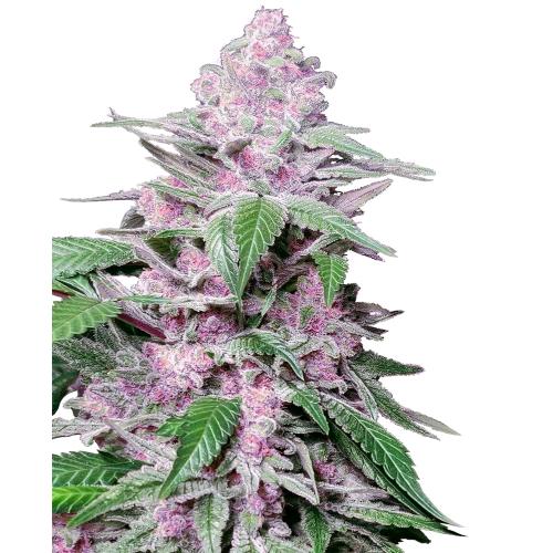 SENSI SEEDS - PURPLE COOKIE KUSH FEM - 5 SEMI