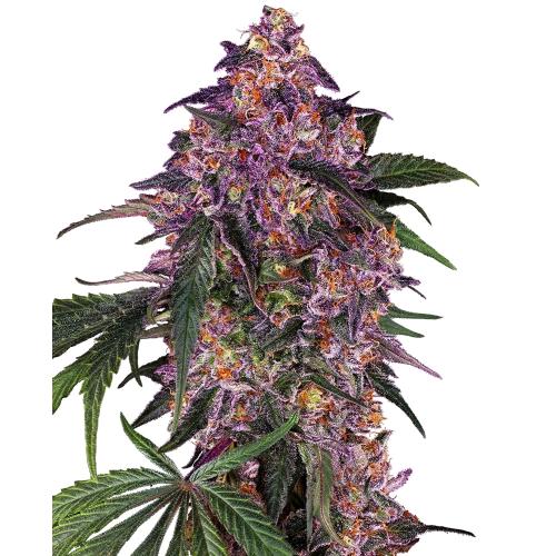 SENSI SEEDS - SENSI PURPLE KUSH FEM - 1 SEME