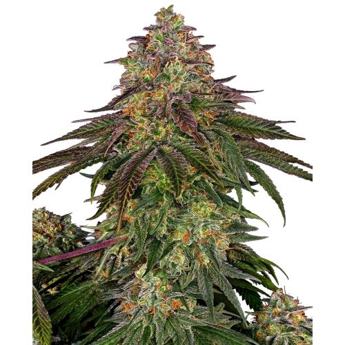 SENSI SEEDS - SWEET CHERRY KUSH FEM - 3 SEMI