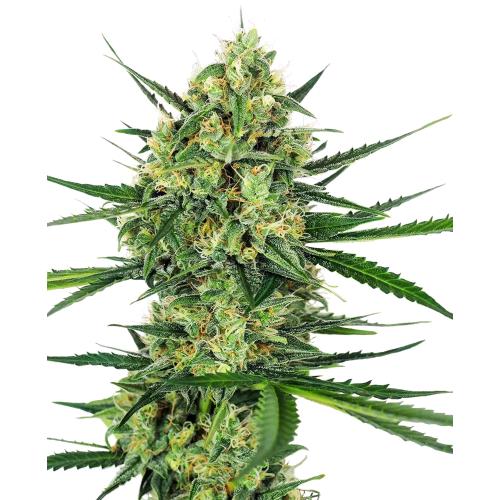 SENSI SEEDS - TANGERINE SUGAR FEM - 10 SEMI