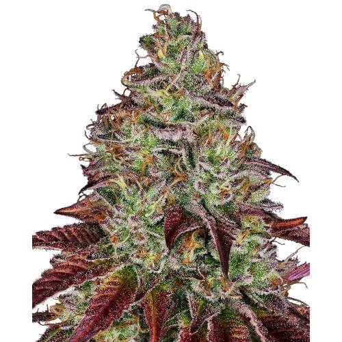 WHITE LABEL - WHITE CHEESE FEM - 10 SEMI