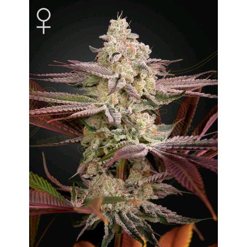 GREEN HOUSE - CHEMICAL BRIDE FEM - 3 SEMI