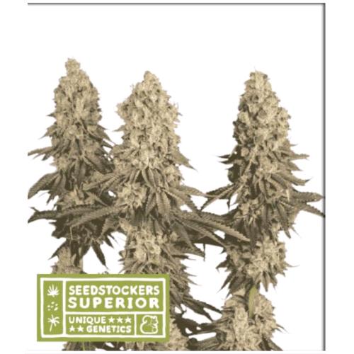 SEED STOCKERS - MACK & CRACK FEM - 3 SEMI