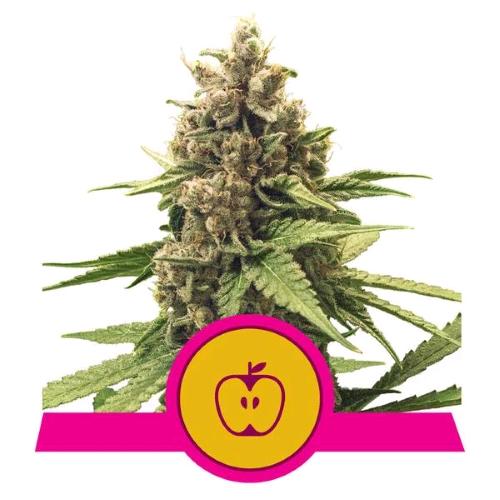ROYAL QUEEN SEEDS - APPLE FRITTER FEM - 3 SEMI - USA PREMIUM