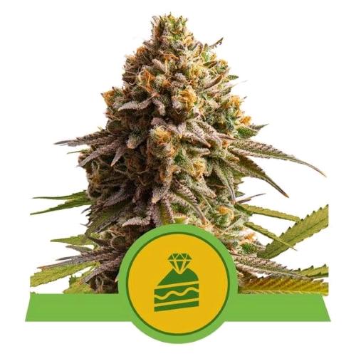 ROYAL QUEEN SEEDS - WEDDING CAKE AUTO - 3 SEMI - USA PREMIUM