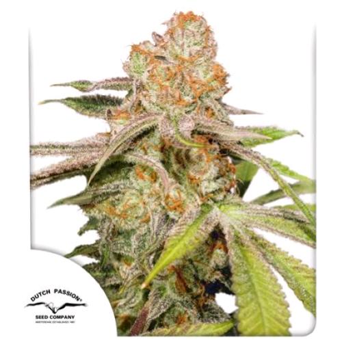 DUTCH PASSION - AUTO MAC #1 - 7 SEMI