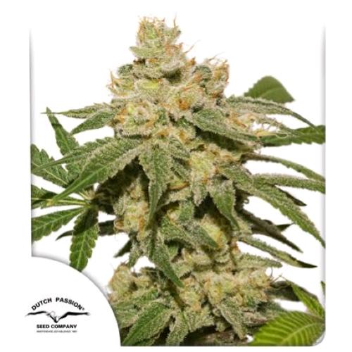 DUTCH PASSION - AUTO OH MY GUSHER - 7 SEMI