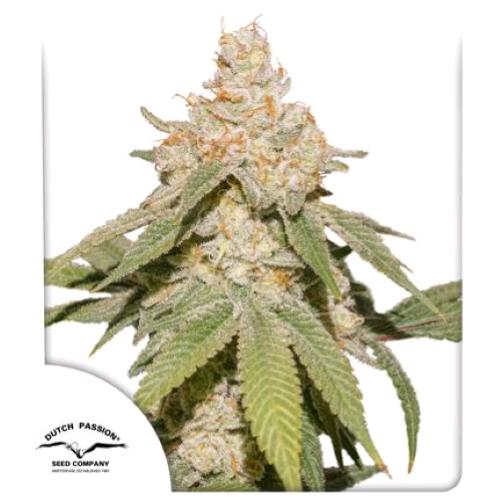 DUTCH PASSION - AUTO SFV OG - 3 SEMI