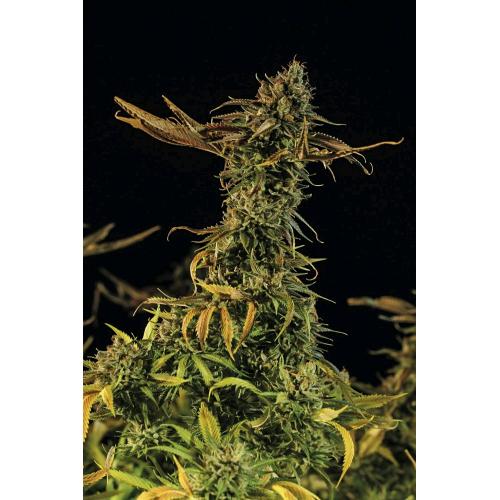 HUMBOLDT SEEDS - BLUEBERRY HEADBAND FEM - 10 SEMI