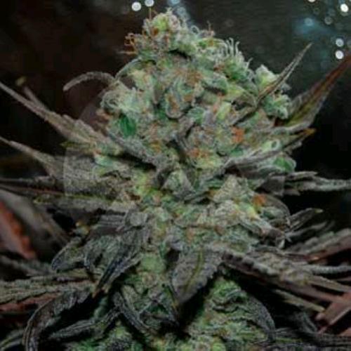 DELICIOUS SEEDS - ELEVEN ROSES AUTO - 10 SEMI