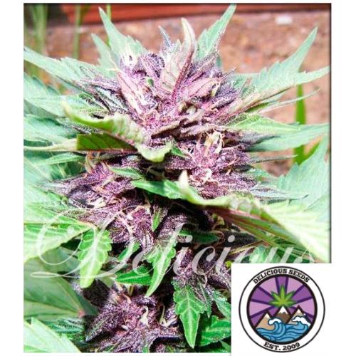 DELICIOUS SEEDS - DARK PURPLE AUTO - 5 SEMI