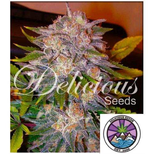 DELICIOUS SEEDS - CARAMELO FEM - 3 SEMI
