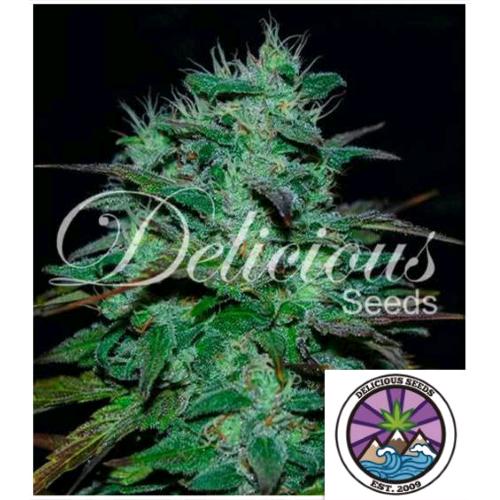 DELICIOUS SEEDS - CHOCOBANG FEM -1 SEME