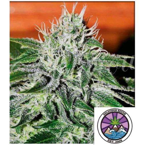DELICIOUS SEEDS - CRITICAL JACK HERER FEM - 3 SEMI