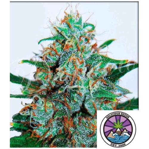 DELICIOUS SEEDS - CRITICAL NEVILLE HAZE AUTO - 1 SEME