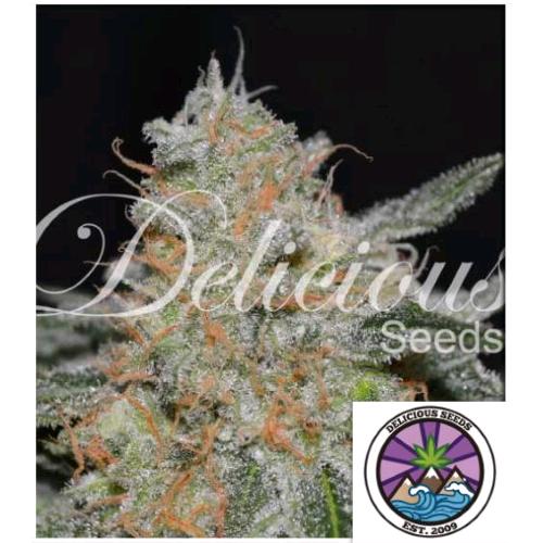 DELICIOUS SEEDS - CRITICAL NEVILLE HAZE 2.0 FEM - 1 SEME