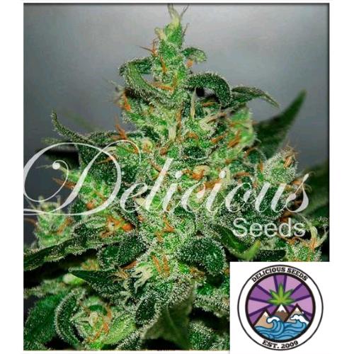 DELICIOUS SEEDS - CRITICAL JACK HERER AUTO - 3 SEMI