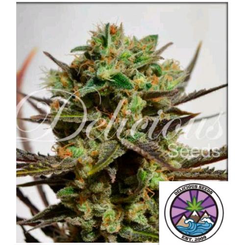DELICIOUS SEEDS - DELICIOUS CANDY FEM - 3 SEMI