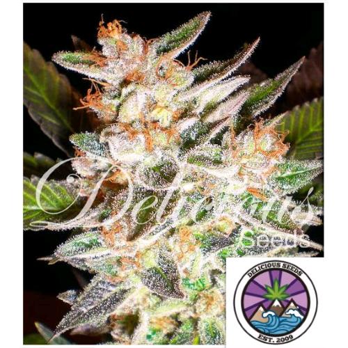 DELICIOUS SEEDS - DELICIOUS CANDY AUTO - 5 SEMI