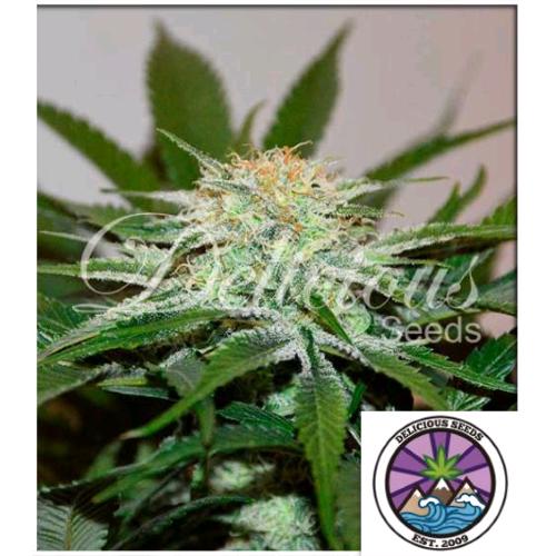 DELICIOUS SEEDS - DESCOJACK FEM - 3 SEMI
