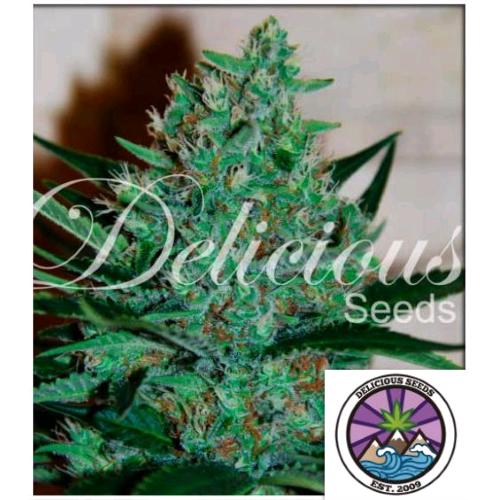 DELICIOUS SEEDS - FRUITY CHRONIC JUICE FEM - 5 SEMI
