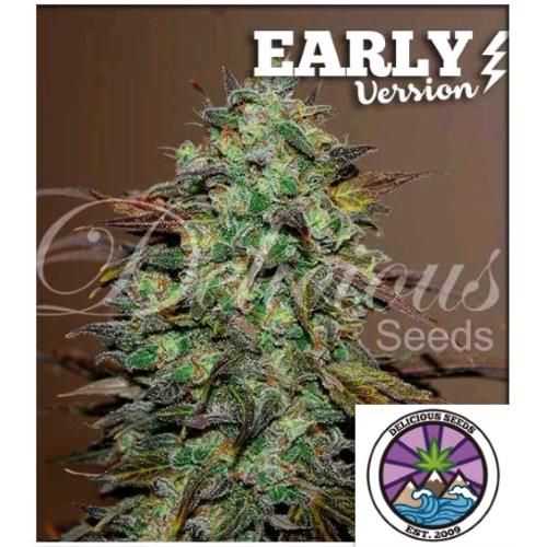 DELICIOUS SEEDS - ELEVEN ROSES - EARLY VERSION - 3 SEMI