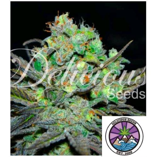 DELICIOUS SEEDS - ELEVEN ROSES FEM - 5 SEMI