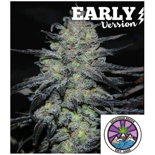DELICIOUS SEEDS - GOLOSA - EARLY VERSION - 5 SEMI