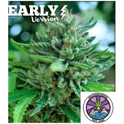 DELICIOUS SEEDS - DELICIOUS COOKIES AUTO - 10 SEMI