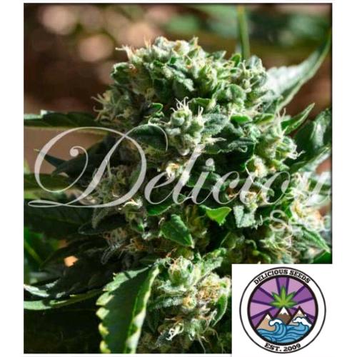 DELICIOUS SEEDS - IL DIAVOLO AUTO - 1 SEME