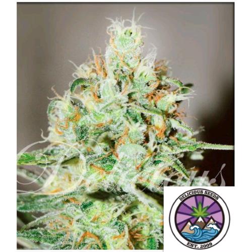 DELICIOUS SEEDS - JAGG KUSH FEM - 3 SEMI