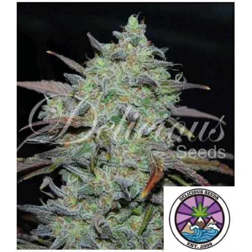 DELICIOUS SEEDS - MARMALATE FEM - 1 SEME
