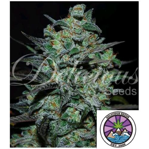 DELICIOUS SEEDS - NORTHERN LIGHT BLUE THC-FREE - 10 SEMI