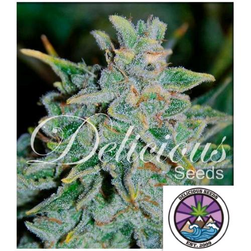 DELICIOUS SEEDS - NORTHERN LIGHT BLUE AUTO - 10 SEMI