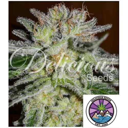 DELICIOUS SEEDS - NORTHERN LIGHT BLUE FEM - 10 SEMI